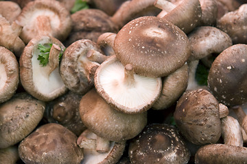 Image showing lots of fresh mushrooms