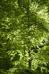 Image showing forest detail at spring time