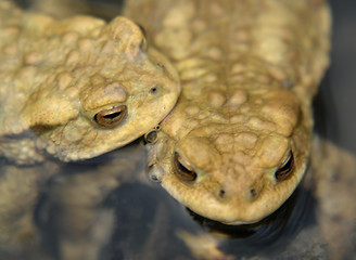 Image showing common toads detail