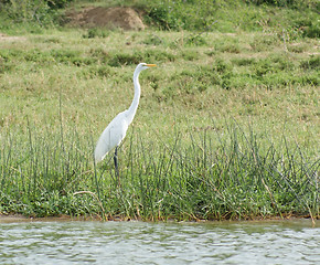 Image showing waterside scenery with little Egret