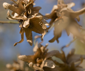 Image showing hornbeam seeds detail