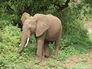 Image showing Elephant in Tanzania