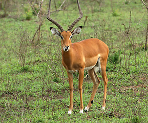 Image showing Impala in shrubby ambiance