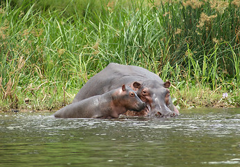 Image showing Hippo calf and cow waterside in Uganda