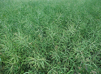 Image showing green canola background