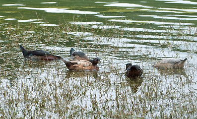 Image showing swimming ducks