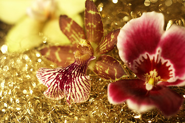 Image showing three orchid flowers in golden back