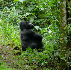 Image showing Mountain Gorilla in the rain forest
