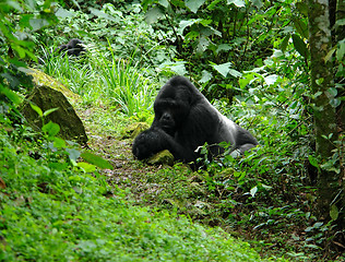 Image showing Gorillas in the rain forest