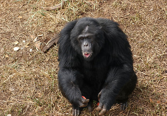 Image showing chimpanzee on brown grassy ground