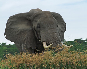 Image showing Elephant in Uganda