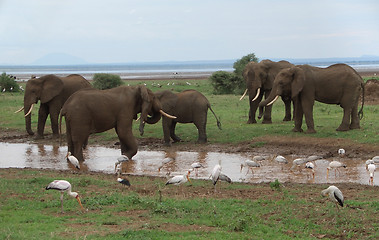 Image showing savannah scenery with some Elephants in Africa