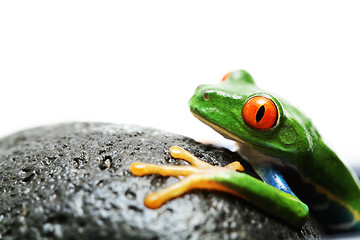 Image showing frog on rock