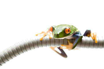 Image showing frog climbing around