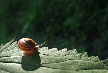 Image showing Grove snail on sunny leaf