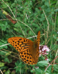 Image showing Argynnis paphia butterfly in natural back