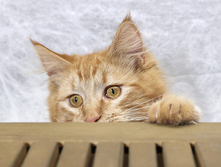 Image showing Maine Coon kitten