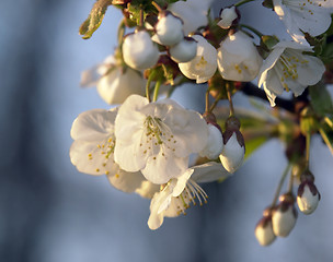 Image showing apple blossoms and evening light