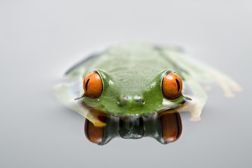 Image showing frog in water