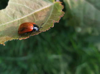 Image showing Leaf beetle at summer time