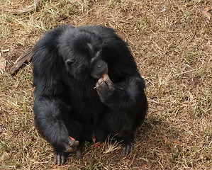 Image showing chimpanzee sitting on brown grassy ground