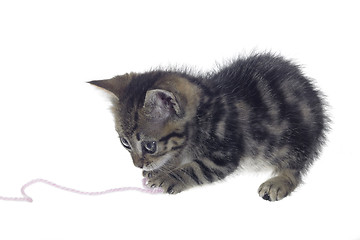 Image showing kitten playing with woolen twine