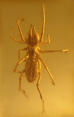 Image showing fused camel spider