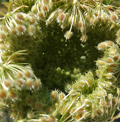 Image showing abstract wild carrot detail