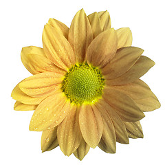 Image showing isolated  yellow flower