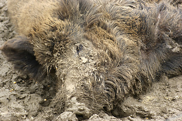 Image showing wild boar in muddy ambiance