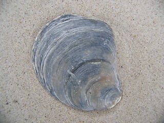 Image showing sea shell on sand