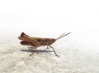 Image showing small grasshopper