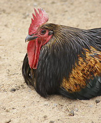 Image showing colorful chicken portrait