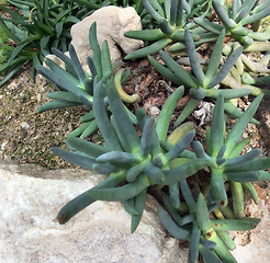 Image showing succulent plant