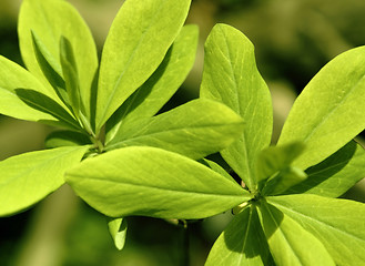 Image showing fresh spring leaves