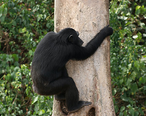 Image showing climbing chimpanzee