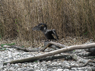 Image showing Great Cormorant with spread wings