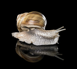 Image showing Grapevine snail on black