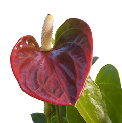 Image showing red Flamingo Flower in white back