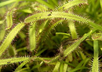 Image showing sundew plant detail