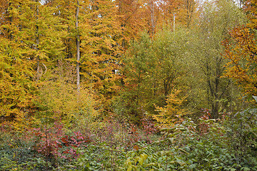 Image showing colorful autumn foliage