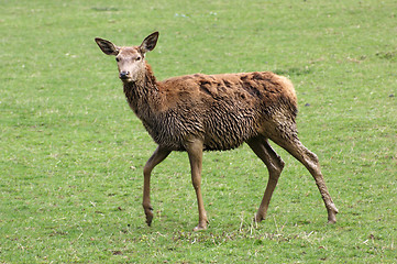 Image showing Red Deer in green ambiance