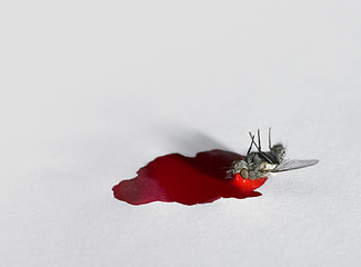 Image showing distend dead of a fly