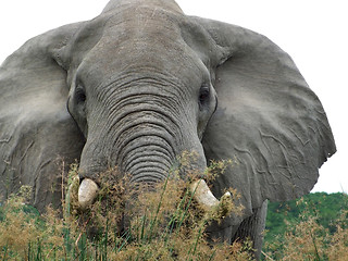 Image showing Elephant in high grassy vegetation