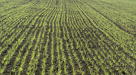 Image showing seedling rows detail