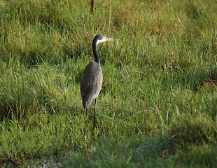 Image showing grey Heron in grassy ambiance