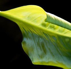 Image showing abstract green leaf detail