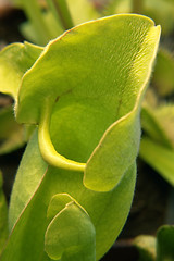 Image showing carnivorous plant detail