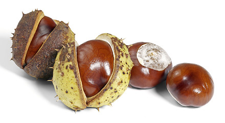 Image showing horse chestnuts