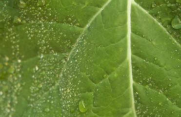 Image showing wet leaf detail